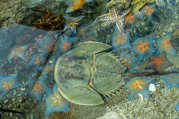 动物世界白天中华鲎展厅游览摄影图配图