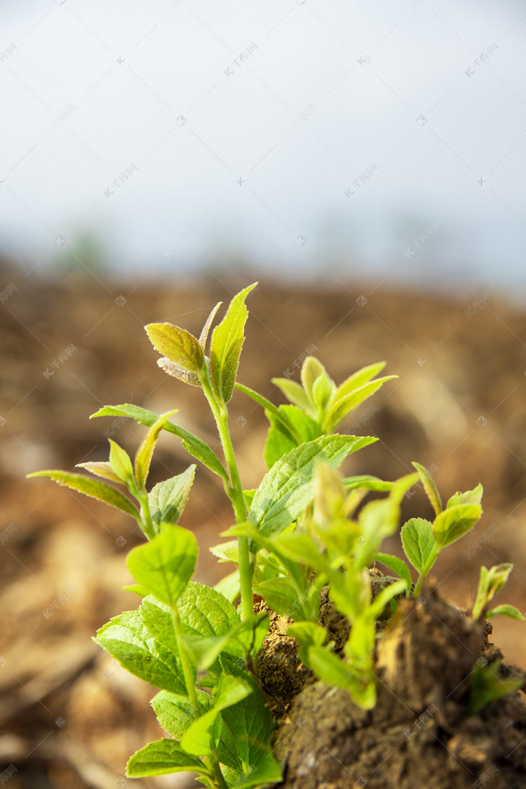 發芽的樹苗下午樹苗地裡地裡攝影圖配圖