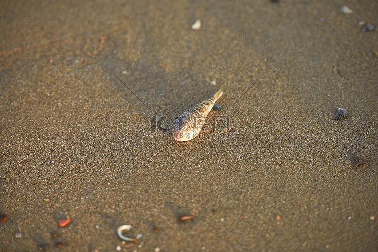 夏天沙滩贝壳摄影图