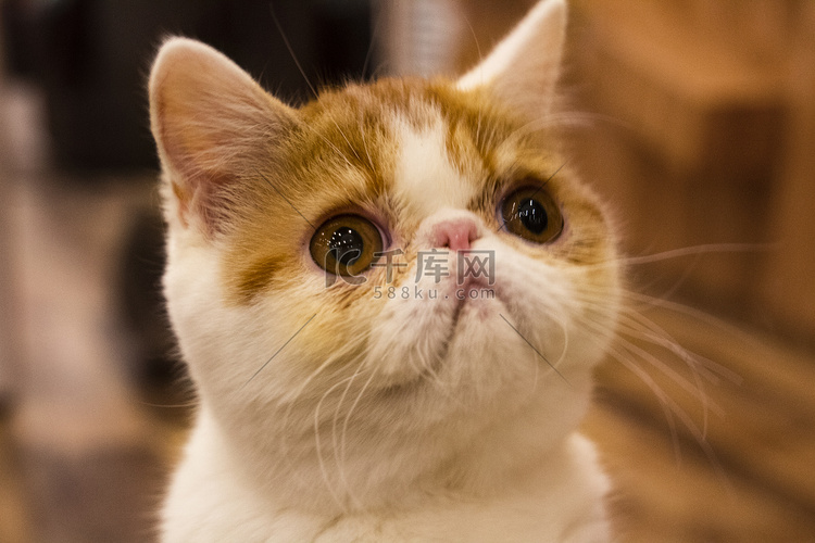 一脸好奇加菲猫摄影图