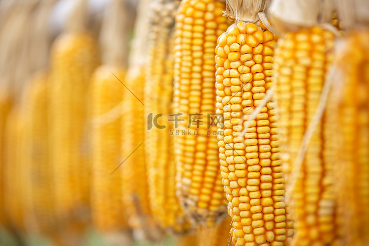 秋收玉米摄影图