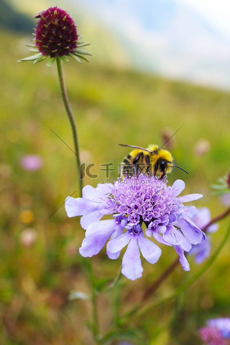 采蜜蜜蜂花朵摄影图