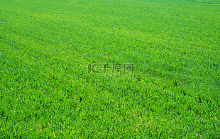 绿色小麦田摄影图