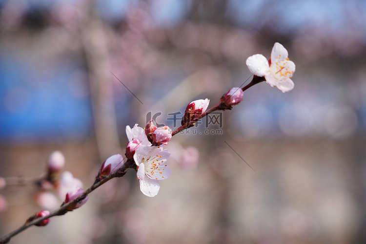 春季桃花摄影图