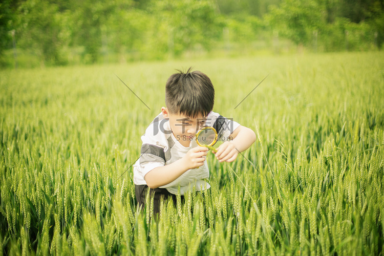 麦田里用放大镜观察小麦的儿童