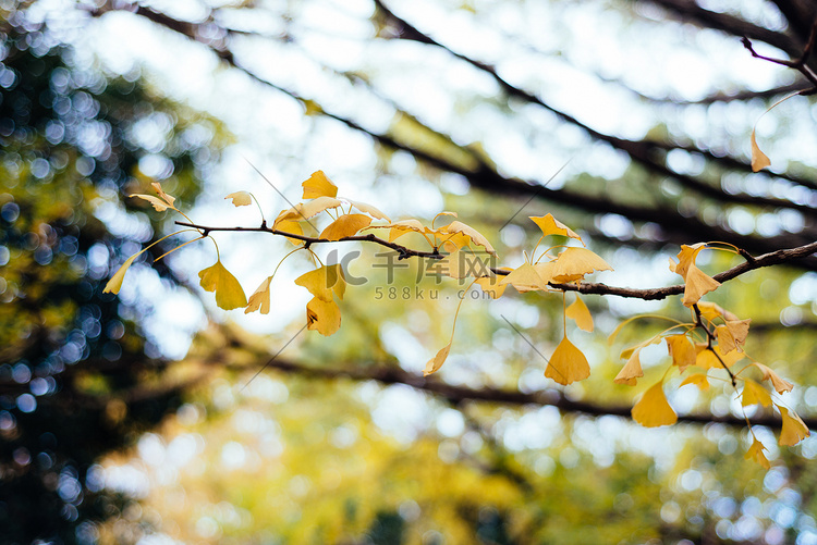 银杏秋天落叶植物树木摄影图