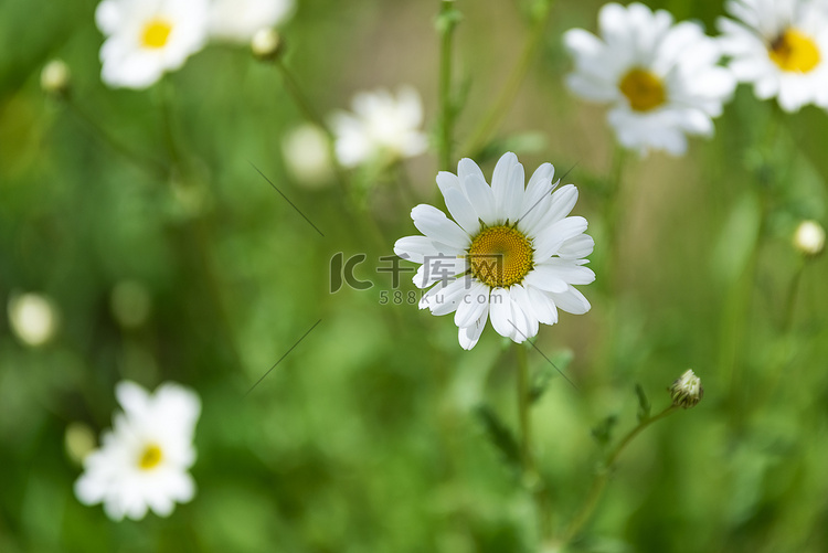 白色小菊花夏日花朵摄影图