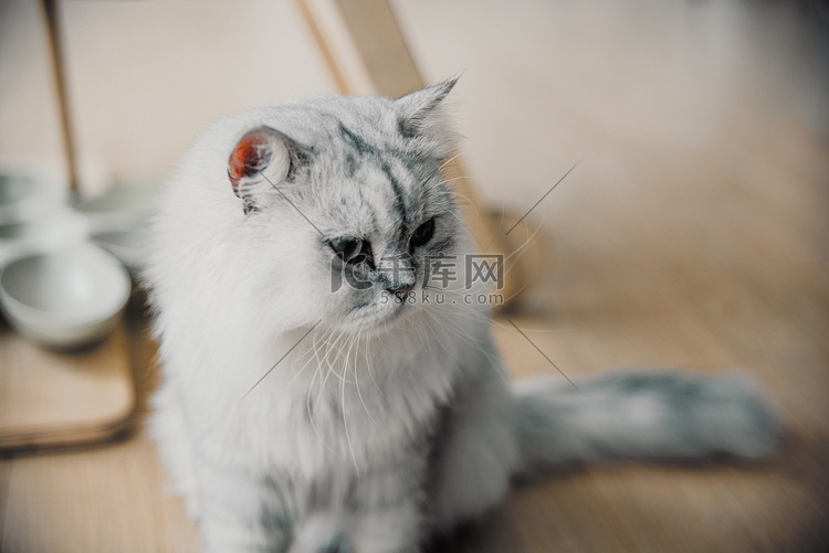 灰白色猫咪摄影图