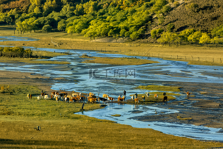 河水牛群和草地摄影图