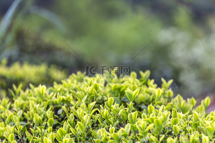 叶芽和茶叶摄影图