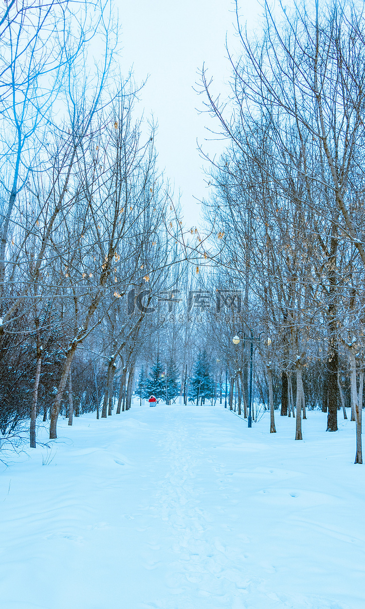 下雪树木路摄影图