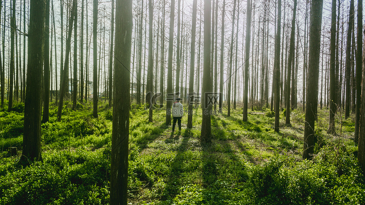 树林阳光摄影图