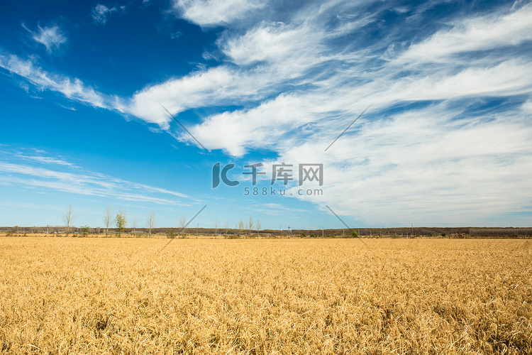 蓝天白云下稻子水稻摄影图