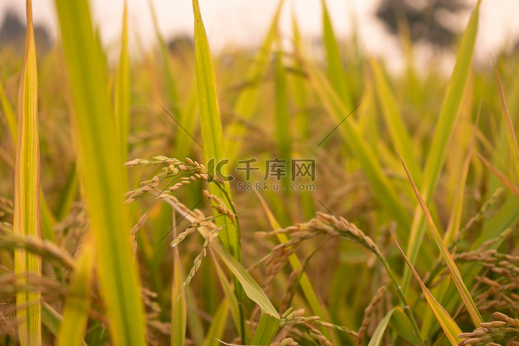 秋天稻子摄影图