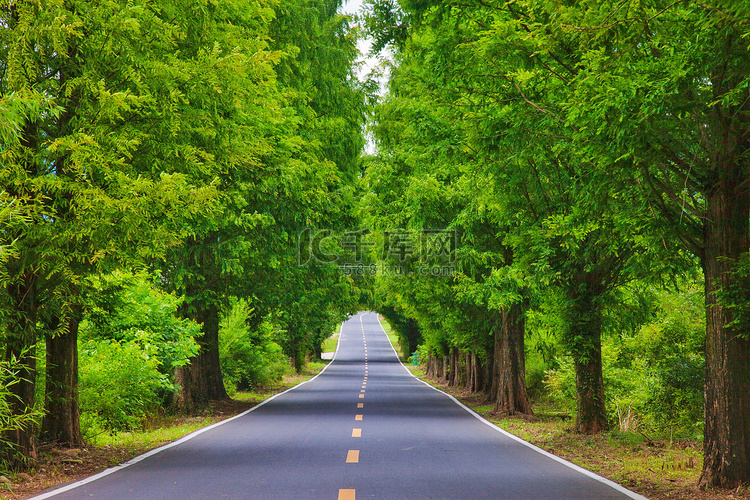 道路和树摄影图