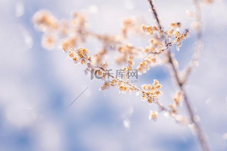 梦幻雪花植物摄影图