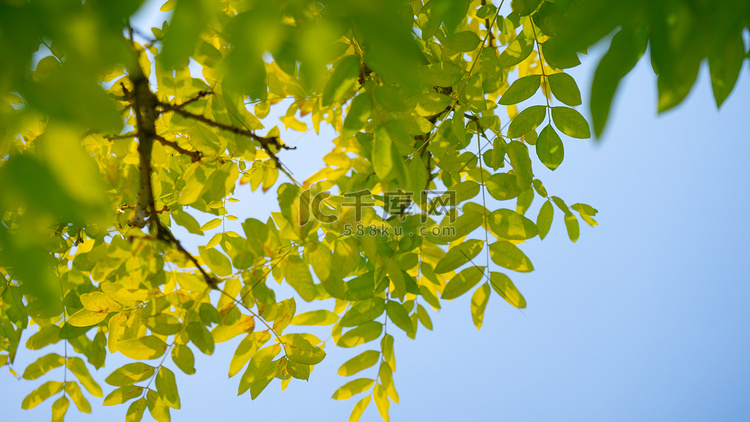 树木树叶摄影图