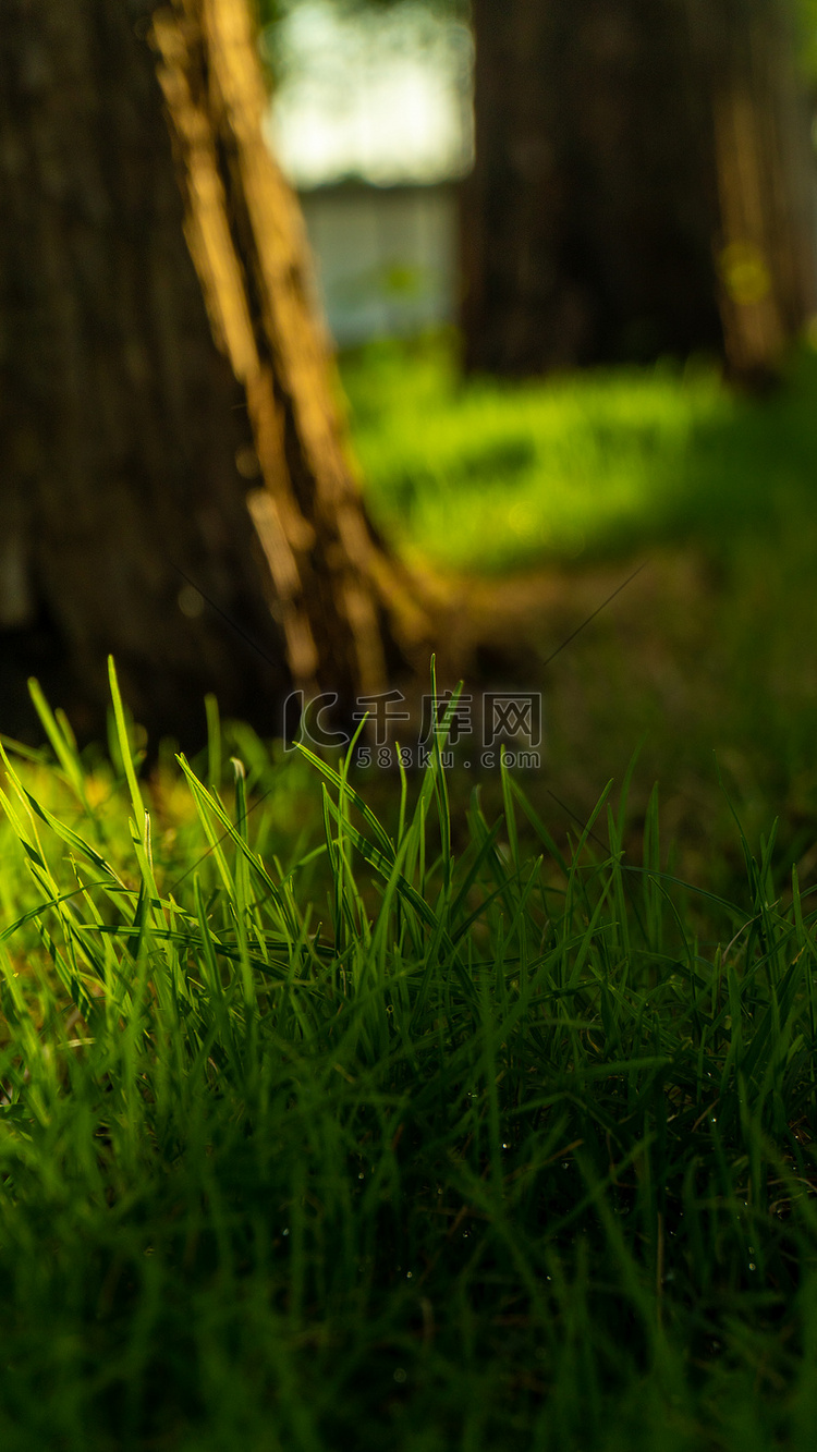 小草树木摄影图