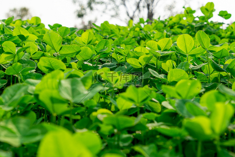 绿水三叶草摄影图