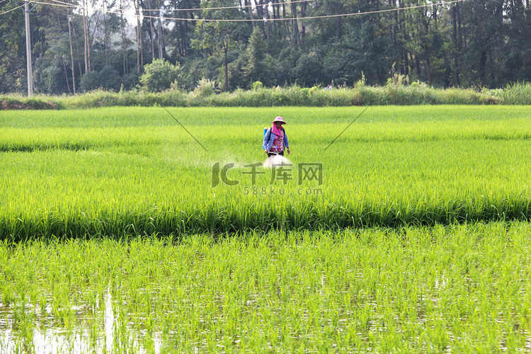 农民在稻田喷洒农药除虫劳作摄影