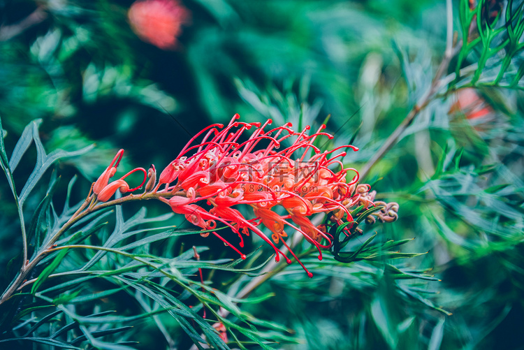 植物花卉摄影图