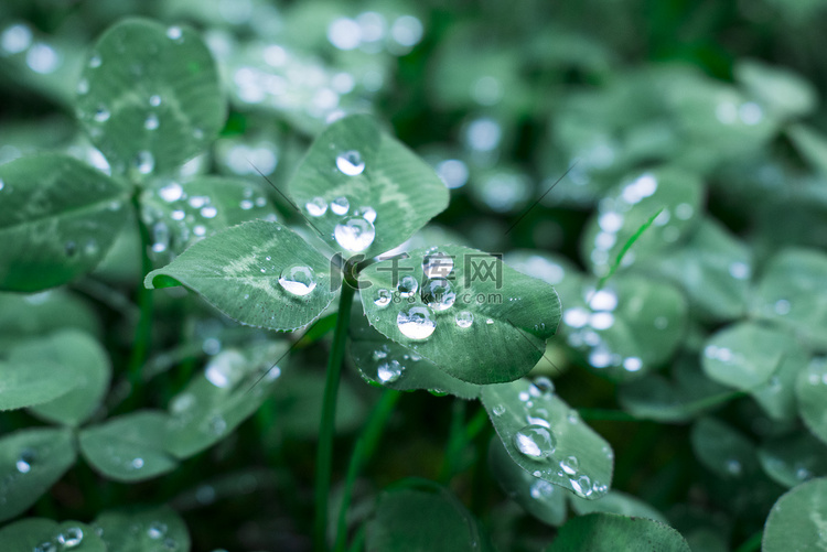 雨后绿色三叶草水珠摄影图