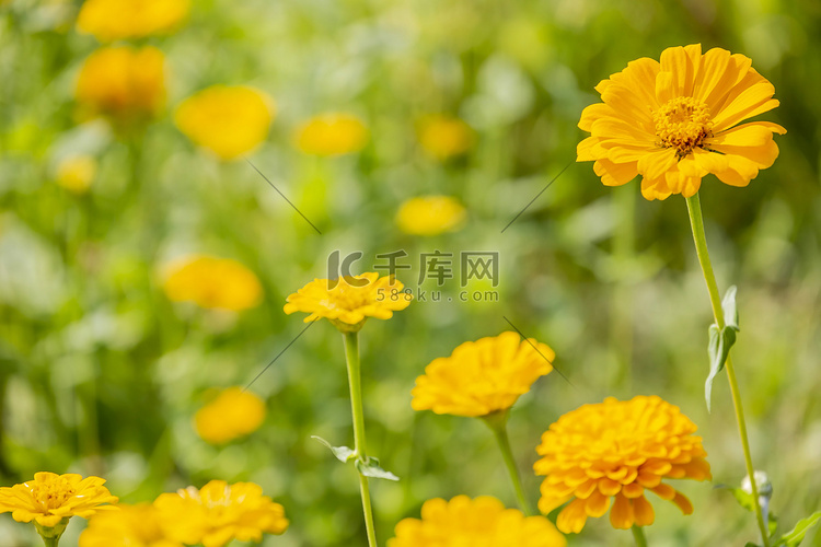 黄色花卉摄影图