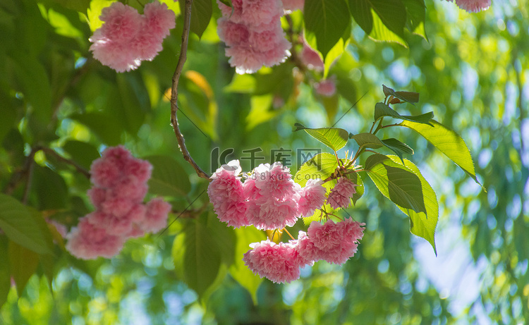 花鲜艳植物花草摄影图