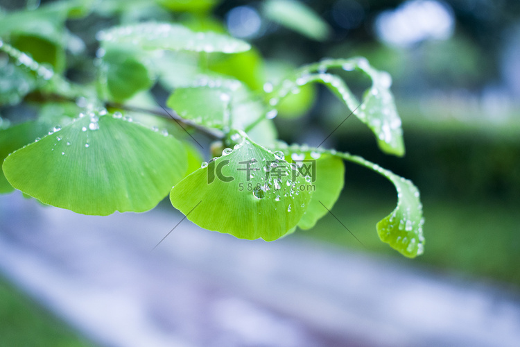 春雨银杏树叶水滴摄影图
