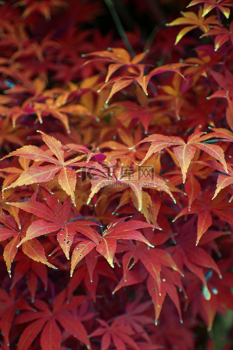 大气唯美秋天树叶摄影图