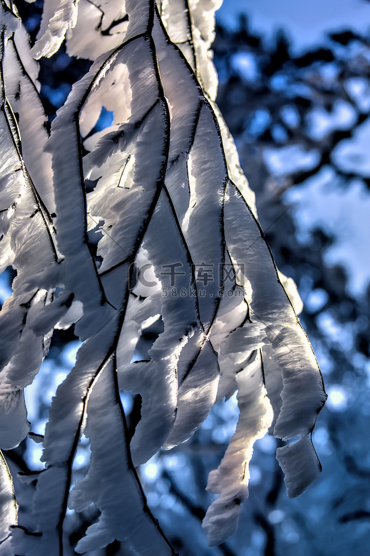 白雪枝条和枝条摄影图