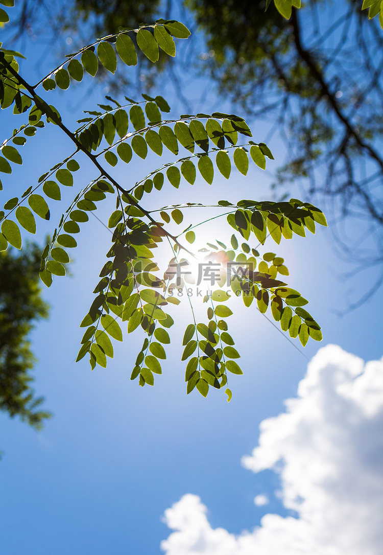 阳光下树叶摄影图