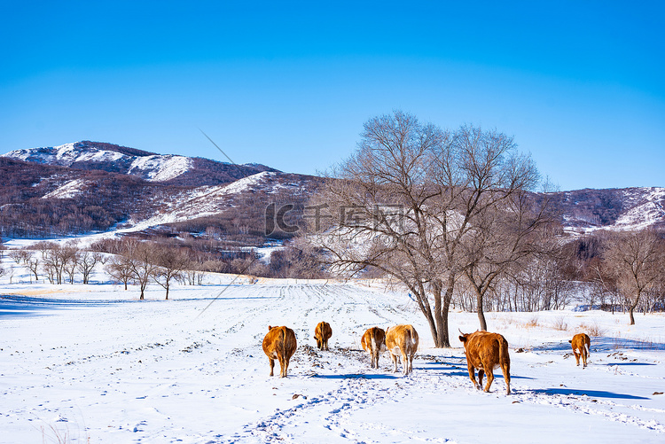 冬季雪地上牛群摄影图