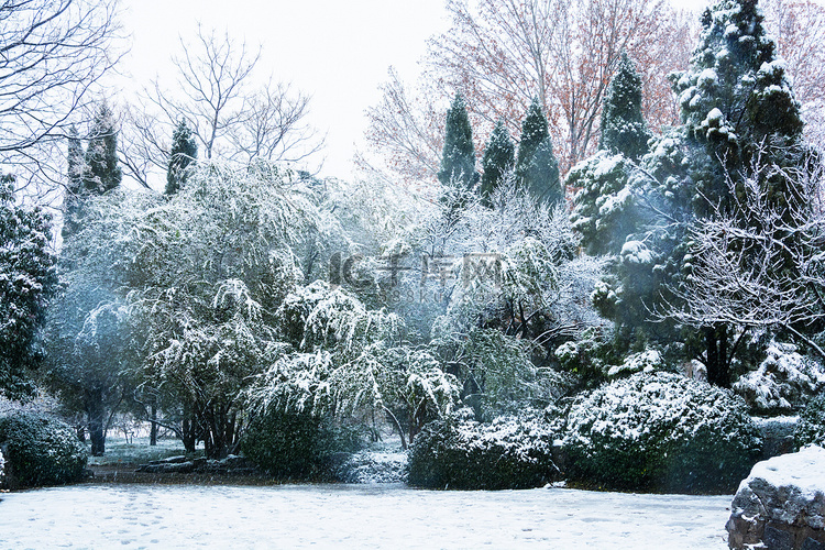 雪后树木摄影图