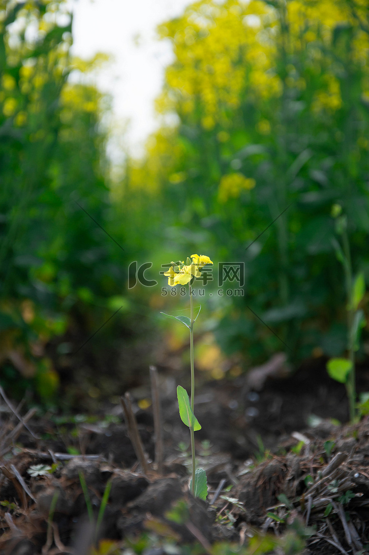 油菜花孤独摄影图