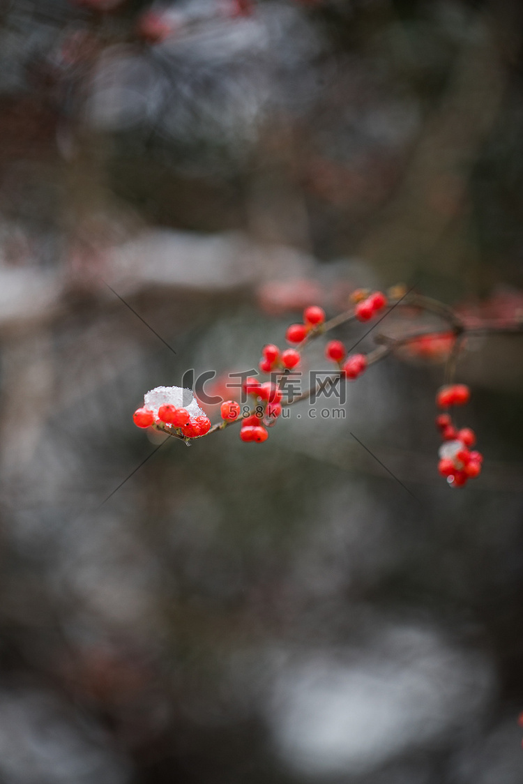 冬天挂满雪花红果摄影图