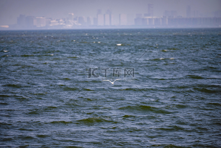 夏天海鸥大海摄影图