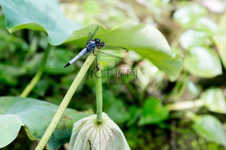 绿色植物蓝色蜻蜓摄影图