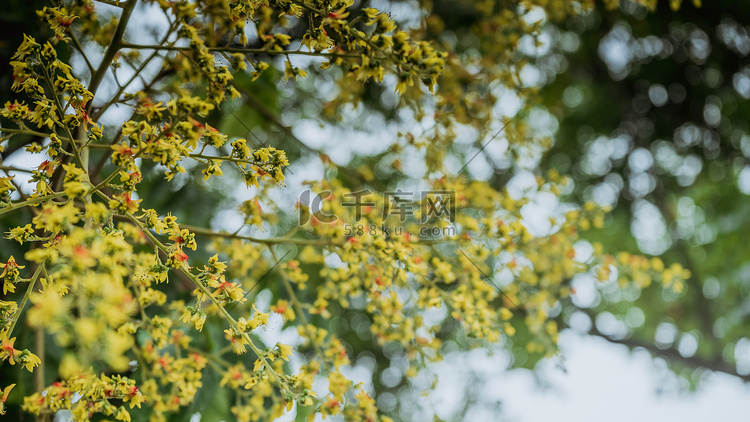 秋天树桂花摄影图