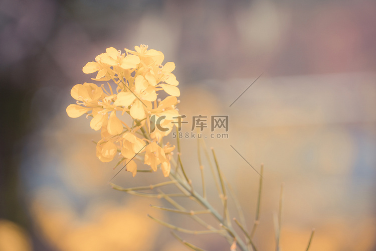 静物花朵暖调摄影图