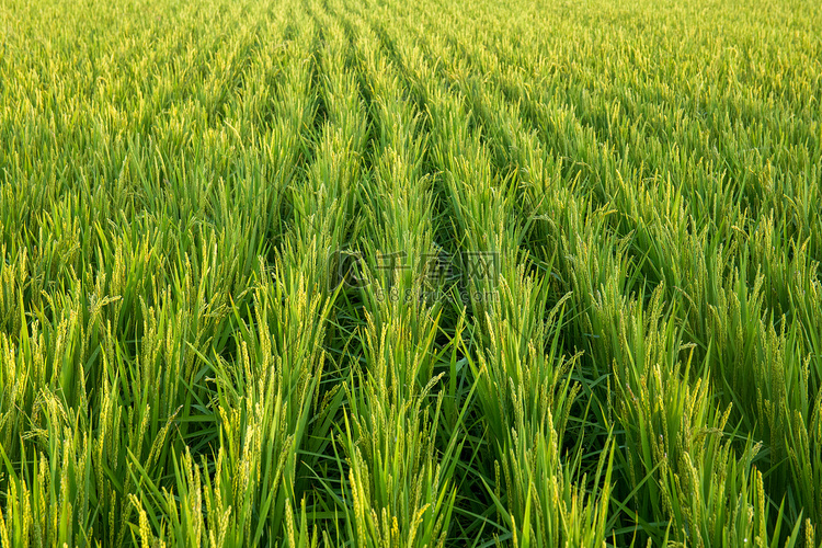 绿色稻田地摄影图