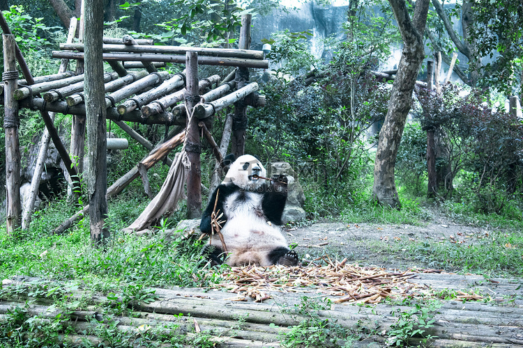 吃竹子熊猫摄影图