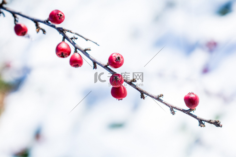冬天雪后树枝上红豆摄影图