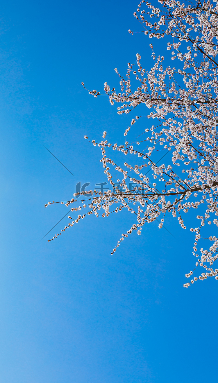 蓝天下樱花摄影图