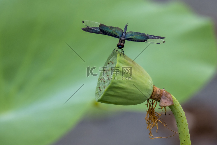 黑翅丽蜻摄影图