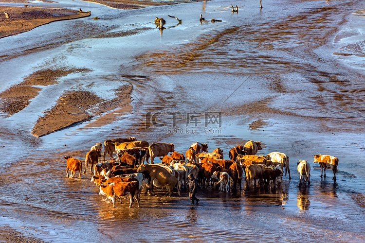 阳光牛群和河水摄影图