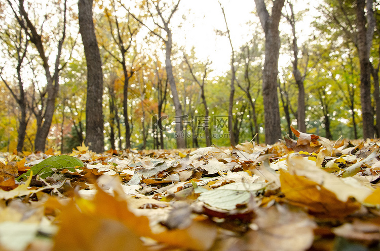 秋天树林摄影图