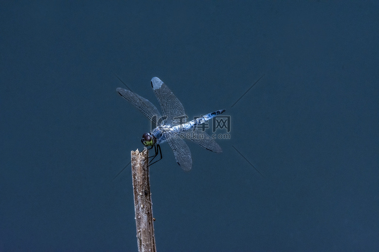 蓝色蜻蜓摄影图