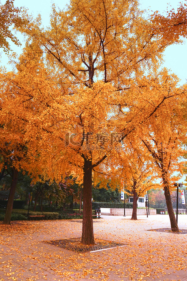 秋天银杏树摄影图