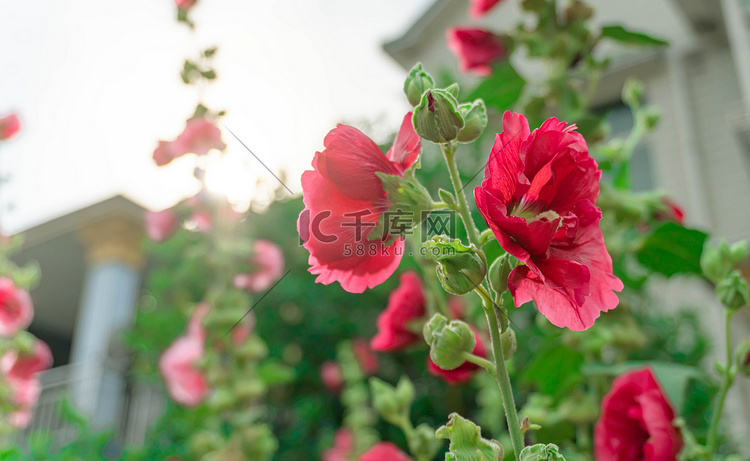 小清新红色植物花朵摄影图